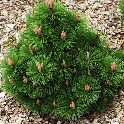 Сосна чорна Хельга / h 20-30 / Pinus nigra Helga, фото 1