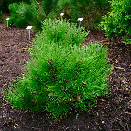 Сосна чорна Хельга / h 20-30 / Pinus nigra Helga, фото 2