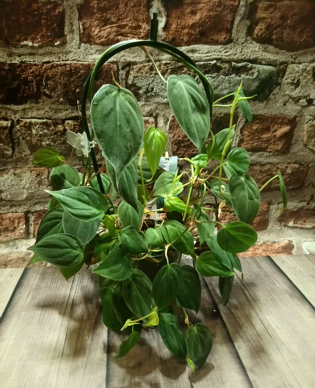 Філодендрон Scandens "Micans" гірчична рослина, фото 1