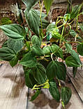 Філодендрон Scandens "Micans" гірчична рослина, фото 2