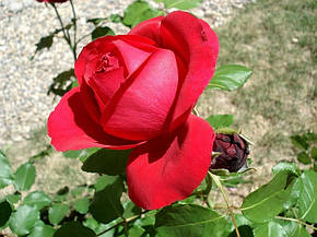 Роза Цветелина (Tsvetelina, Ruban Rouge) Шраб, фото 2
