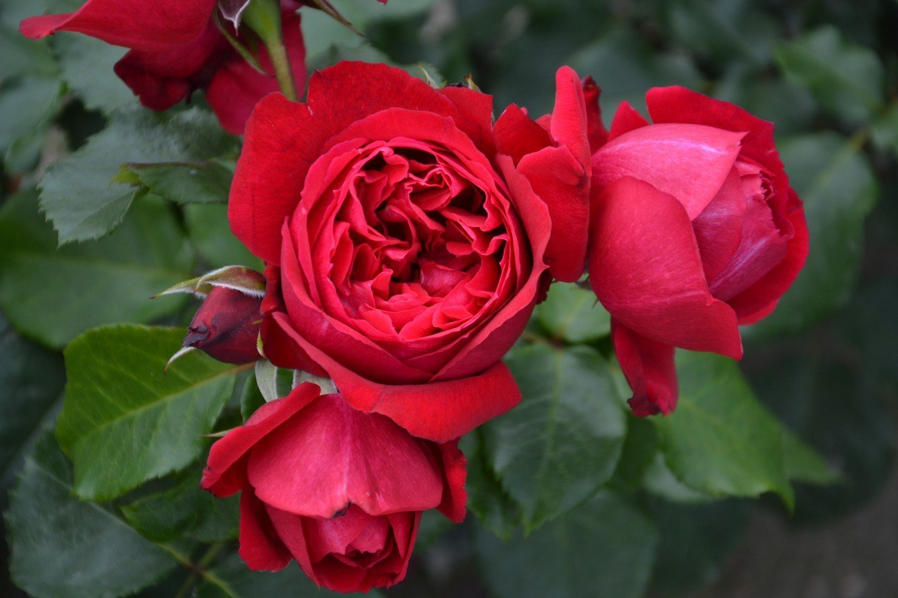 Троянда Цветелина (Tsvetelina, Ruban Rouge) Шраб