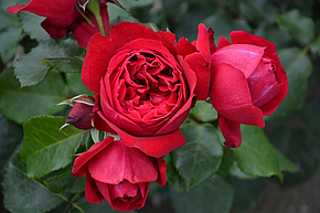 Роза Цветелина (Tsvetelina, Ruban Rouge) Шраб, фото 2