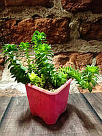 Фарсула дрібноголовчаста Crassula Capitella гірчична рослина