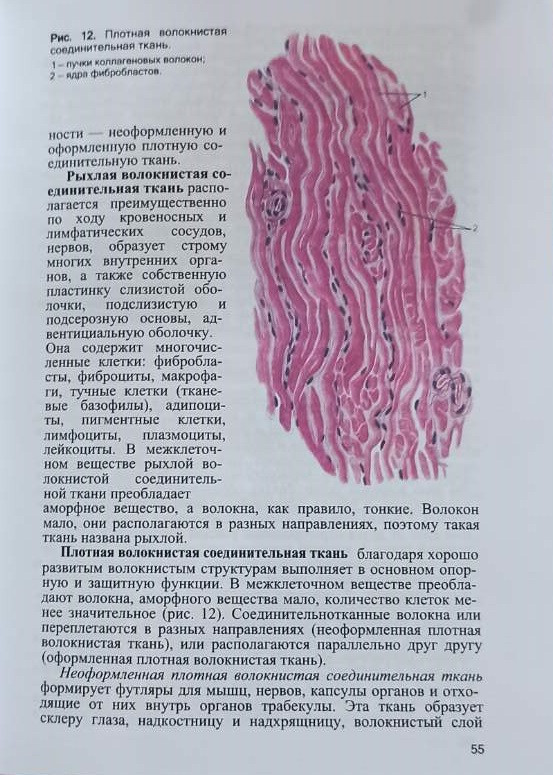 Анатомия человека. В 2-ух томах. Под редакцией М. Р. Сапина, 6 издание - фото 3 - id-p1577117411