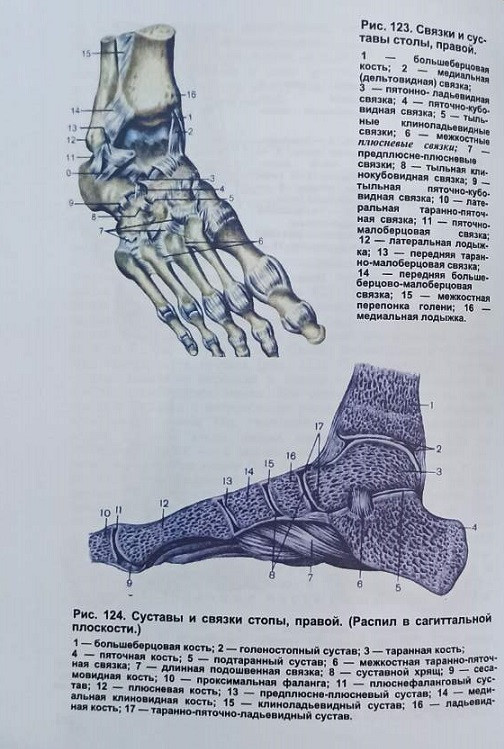 Анатомия человека. В 2-ух томах. Под редакцией М. Р. Сапина, 6 издание - фото 5 - id-p1577117411