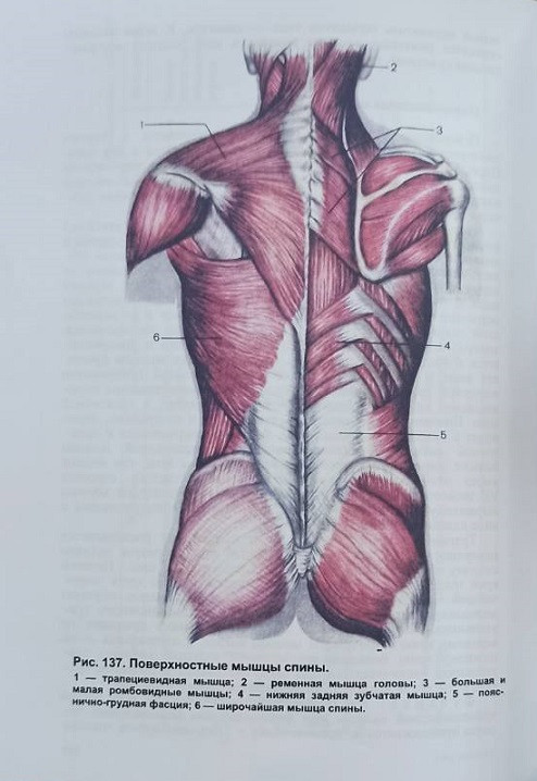 Анатомия человека. В 2-ух томах. Под редакцией М. Р. Сапина, 6 издание - фото 6 - id-p1577117411