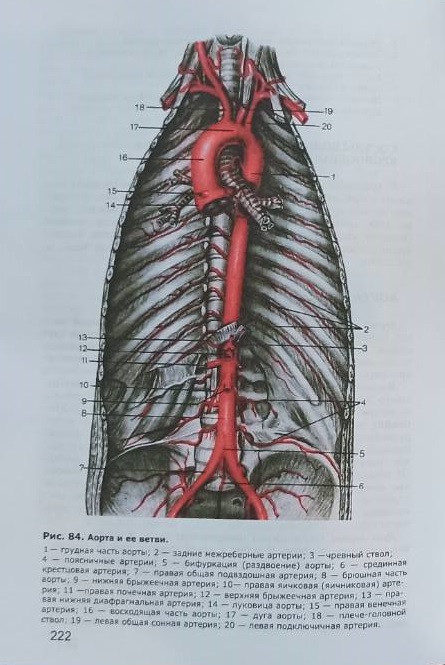Анатомия человека. В 2-ух томах. Под редакцией М. Р. Сапина, 6 издание - фото 10 - id-p1577117411