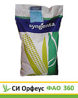 СІ Орфеус, ФАО 360, насіння кукурудзи Syngenta (Сінгента)