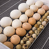 Інкубатор Теплуша Greeny 88 ЛМ + Овоскоп Теплуша, фото 8