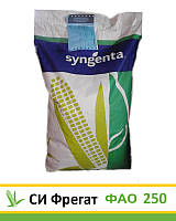 СИ Фрегат, ФАО 250, семена кукурузы Syngenta (Сингента)