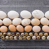 Інкубатор Теплуша Greeny 88 ЛМ + Овоскоп Теплуша, фото 10