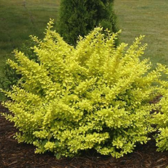 Барбарис Тунберга Ауреа (Berberis Thunbergii Aurea) а-20-40 см у контейнері С3 л