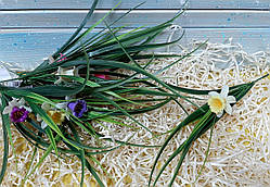 Квіти Нарциса міні, 30см, кольори в асортименті