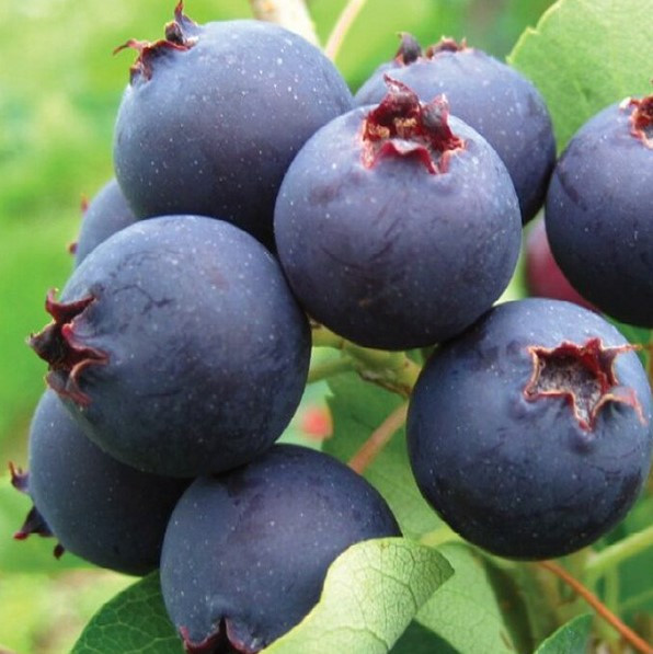 Саджанці Ірги канадської Ламарка (Amelanchier Lamarckii)