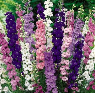 Дельфініум Delphinium (мікс 4 кольори), фото 1