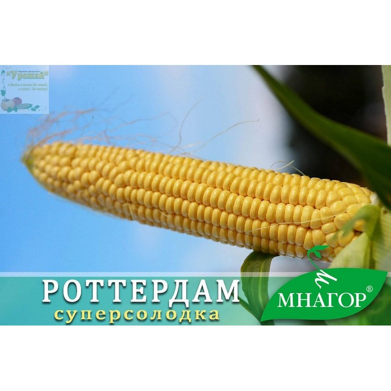 Семена кукуруза сахарная Роттердам F1, 50 семян - фото 2 - id-p1104321535