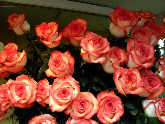 Роза Ігуана