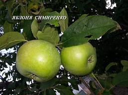 Яблуня Семиренко, фото 6