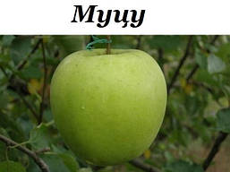 Яблуня Мутса, фото 6