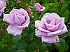 Чайно-гібридна троянда сорту Блакитний ніл, фото 8