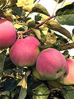 Яблуня Слава Переможцям