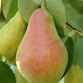 Осінні сорти груш