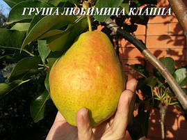Груша Улюблена клапа, фото 4