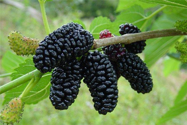 Шовковиця Чорна перлина