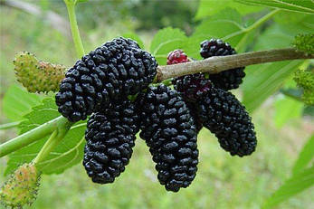 Шовковиця Чорна перлина, фото 1