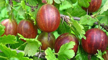 Агрус Сварог