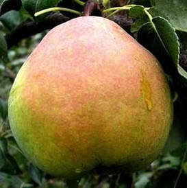 Груша Микола крюгер