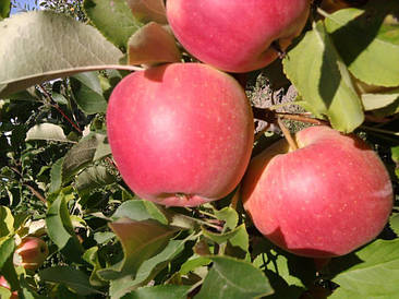 Яблуня Пірос