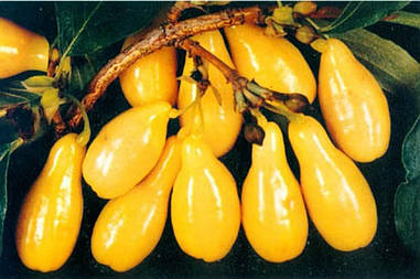 Кизил Янтарний