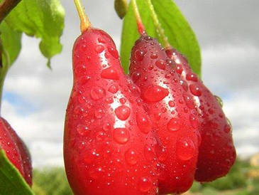 Кизил Елегантной