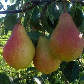 Груша Марія