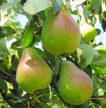 Груша зимова Мліївська