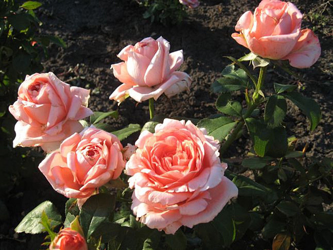 Троянда "Нобіліс"