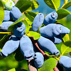 Жимолость їстівна