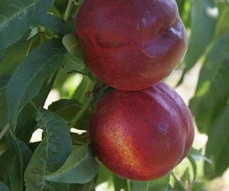 Саджанці нектарина СВІТ ЛЕДІ