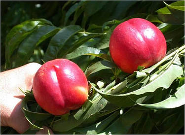 Саджанці нектарина ХАРКО