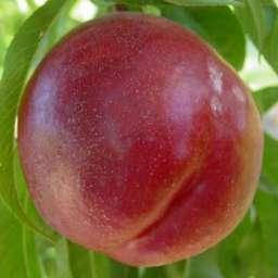 Саджанці нектарина ВАНГ-3