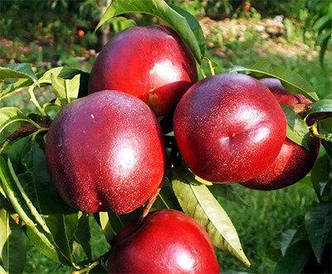 Саджанці нектарина ХАРД БЛАЙЗЕР