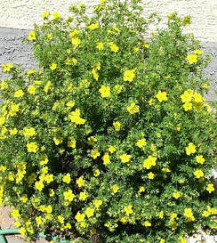 Магонія жолтая