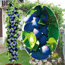 Колоновидна зливу Анже