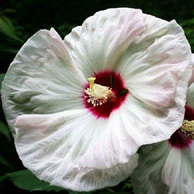 Гібіскус садовий Old Yella (саджанці)