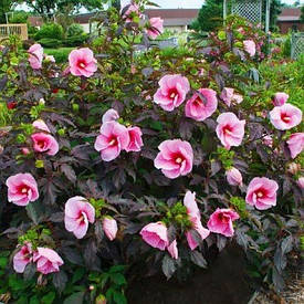 Гібіскус садовий Summer Storm (саджанці)