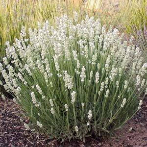Лаванда Edelweiss (саджанці), фото 3