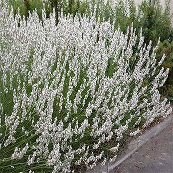 Лаванда Edelweiss (саджанці), фото 4