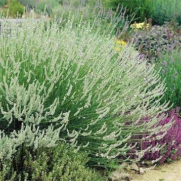 Лаванда Edelweiss (саджанці), фото 1